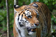 Amur Tiger