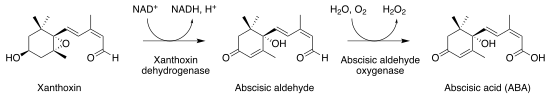 Xanthoxin is converted enzymatically to abscisic acid