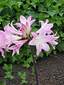 Amaryllis belladonna