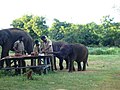 Elephants having food at Vandalur Zoo