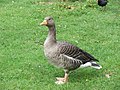 I read the Wikipedia article on guard geese on a train from Amsterdam to Paris.