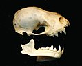 Artibeus obscurus skull