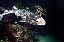 一只灰色斑纹的澳洲绒毛鲨在海床上方游动