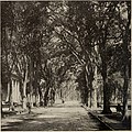 American elm avenue, New Haven, Connecticut (1901), Thomas Meehan and Sons catalogue