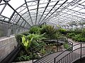 Ferns in the Winter Gardens