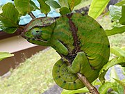 Furcifer balteatus found in Haute Matsiatra, Madagascar