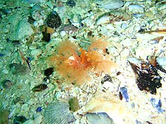 Thyone aurea，一只沙鸡子科科的海参