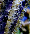 Gorgonian polyps