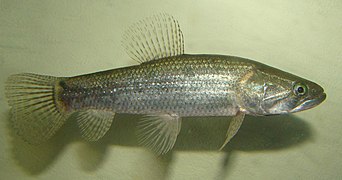 Hoplias malabaricus is a host of Q. torquatus