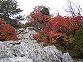 Karst landscape in the Province of Trieste