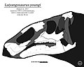 Laiyangosaurus