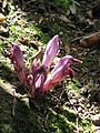 Lathraea clandestina opening