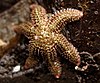 The six-rayed star (Leptasterias hexactis)