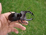 Lucanus cervus akbesianus