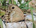 雌性蛇眼蝶 Minois dryas♀