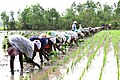Agricultural workers involved in Rice planting. Rice production in India reached 102.75 million tons in 2011–12.
