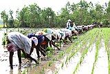 AE1.Rice Planting by agricultural workers. Rice production in India reached 102.75 million tons in 2011-12.