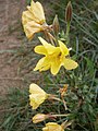 Oenothera biennis'