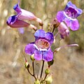 Flowers of Penstemon spectabilis