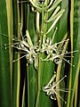 Sansevieria trifasciata flowers