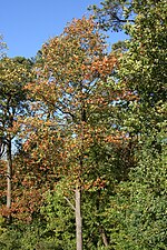 Chequers Tree