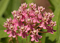 Image 15 Asclepias incarnata Photo credit: Derek Ramsey Swamp Milkweed (Asclepias incarnata) is a herbaceous plant species native to North America. It is found growing in damp to wet soils and is also cultivated as a garden plant for its attractive flowers that are visited by butterflies. Like most other milkweeds, it has sap with toxic chemicals, used to repel insects and herbivorous animals. More selected pictures
