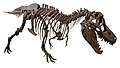 Used in the taxobox image for Tyrannosauridae but has a pronated hand.