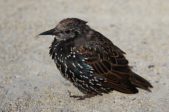 European starling (sturnus vulgaris) with winter plumage in Madison Square Park (NYC)