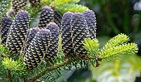 'ABIES KOREANA' KOREAN FIR