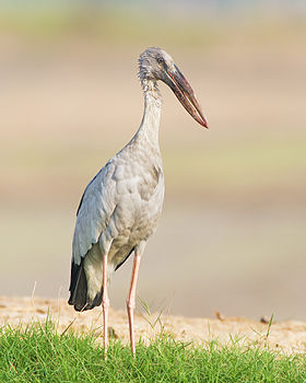 Asian Openbill