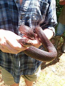 A russet colored snake being held by its body and just behind its head