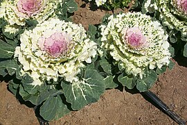 Ornamental cabbage - Brassica oleracea