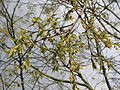 Celtis australis flowering