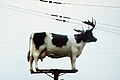 一头落在电线杆上并长著鹿角的牛/[1]