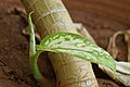 Dieffenbachia shoot