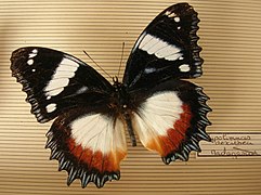 锯纹白斑蛱蝶 H. dexithea