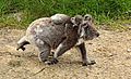 a koala who is walking.