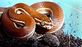 Lamprophis lineatus