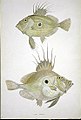 The John Dory is so thin it can hardly be seen from the front. The large eyespot on the side of its body confuses its prey.[26]