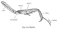 Raptorial foreleg of a mantis, armed with long spines