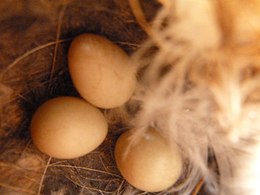 A clutch of three eggs in a nest, three being the average number
