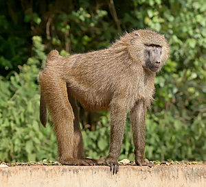 An Olive baboon (Papio anubis) in the Ngorongoro Conservation Area in Tanzania