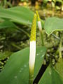 Orontium aquaticum close-up