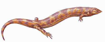 Pelodosotis, an ostodolepid "microsaur"