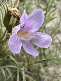 Flowers of Penstemon auriberbis