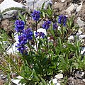 Flowers of Penstemon procerus