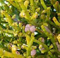 Phoradendron juniperinum