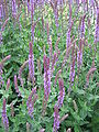 Salvia nemorosa