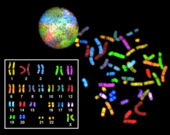 A multi-colored sphere, and a set of chromosomes listed in a data table