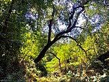 Valley oak in the watershed